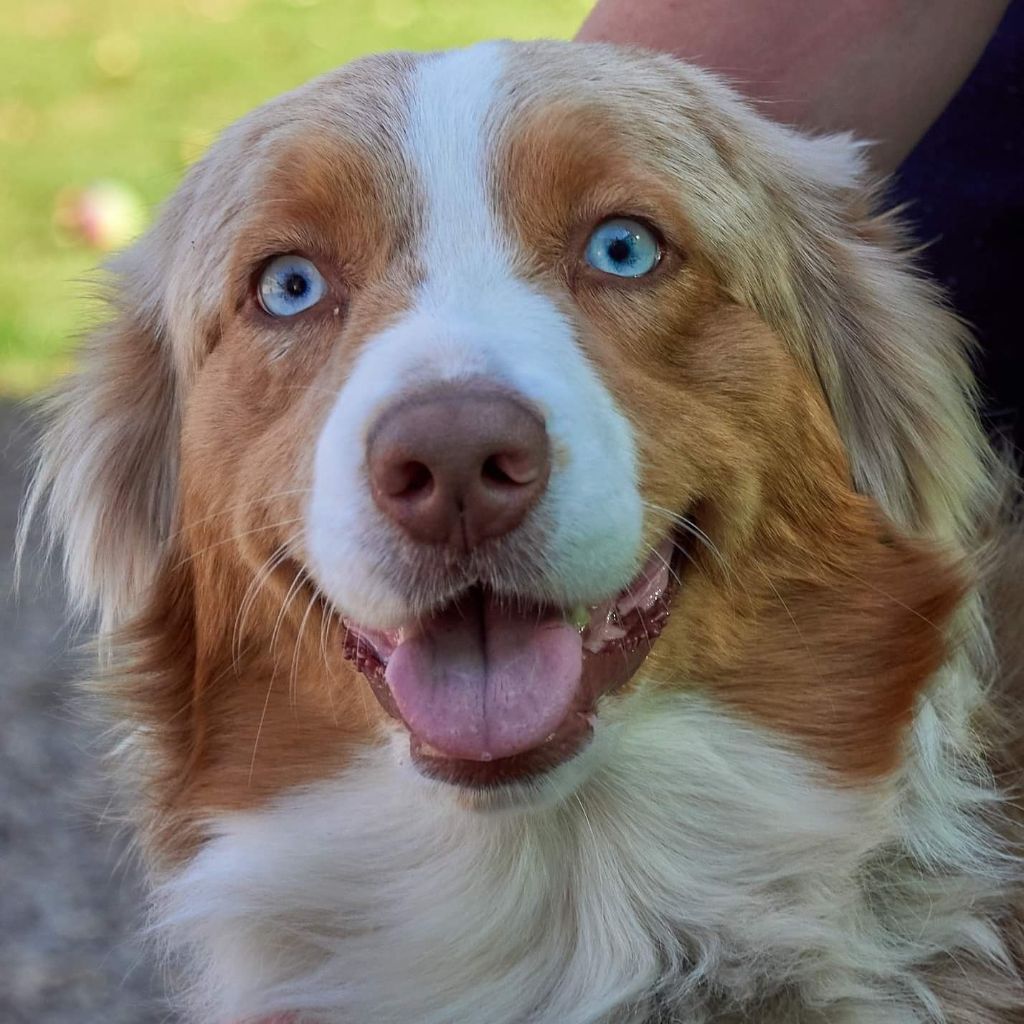 Ruby Des Rêves Du Berger