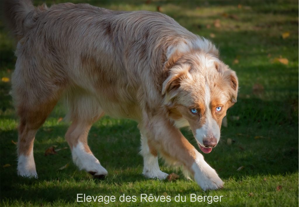 Ruby Des Rêves Du Berger