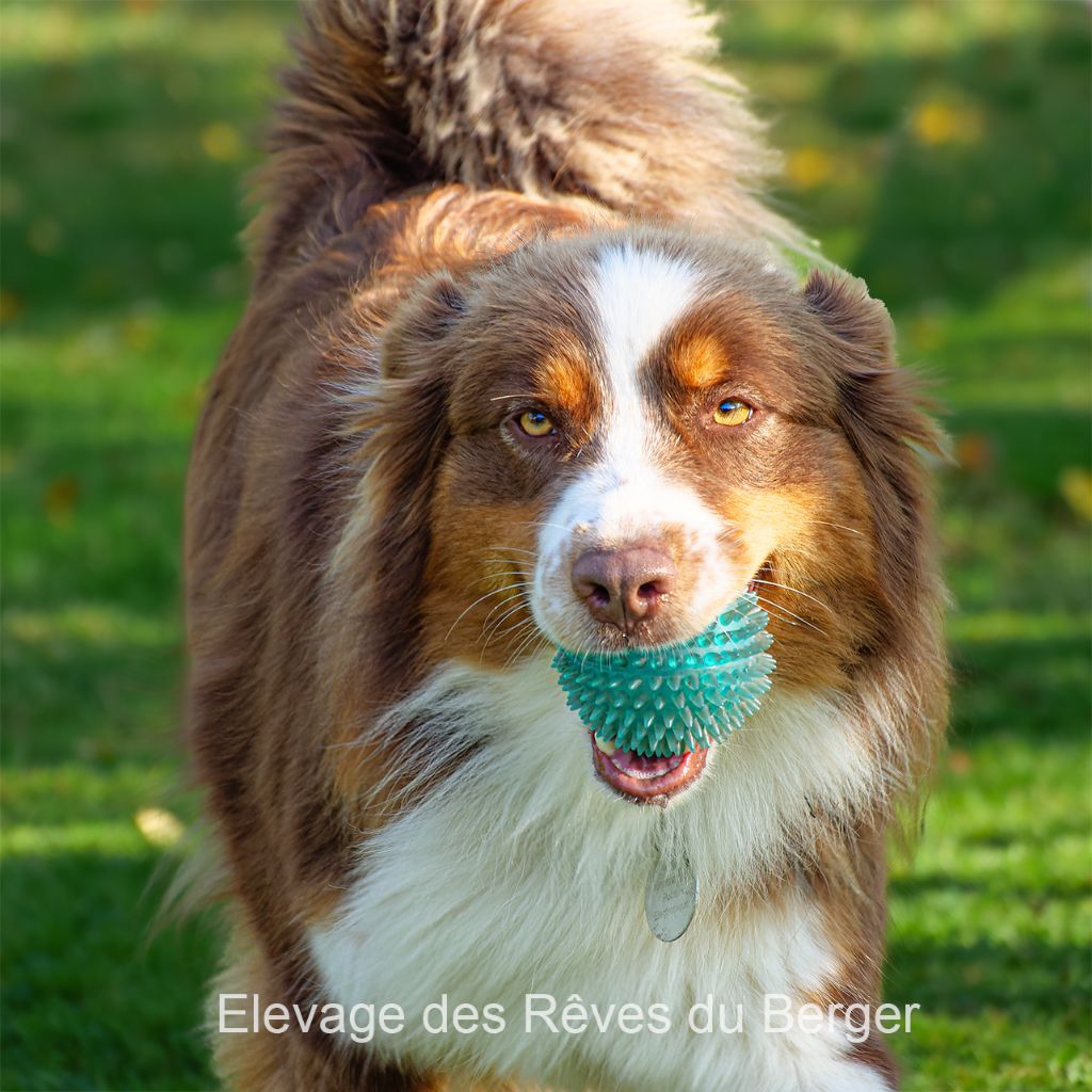 Effy Des Rêves Du Berger