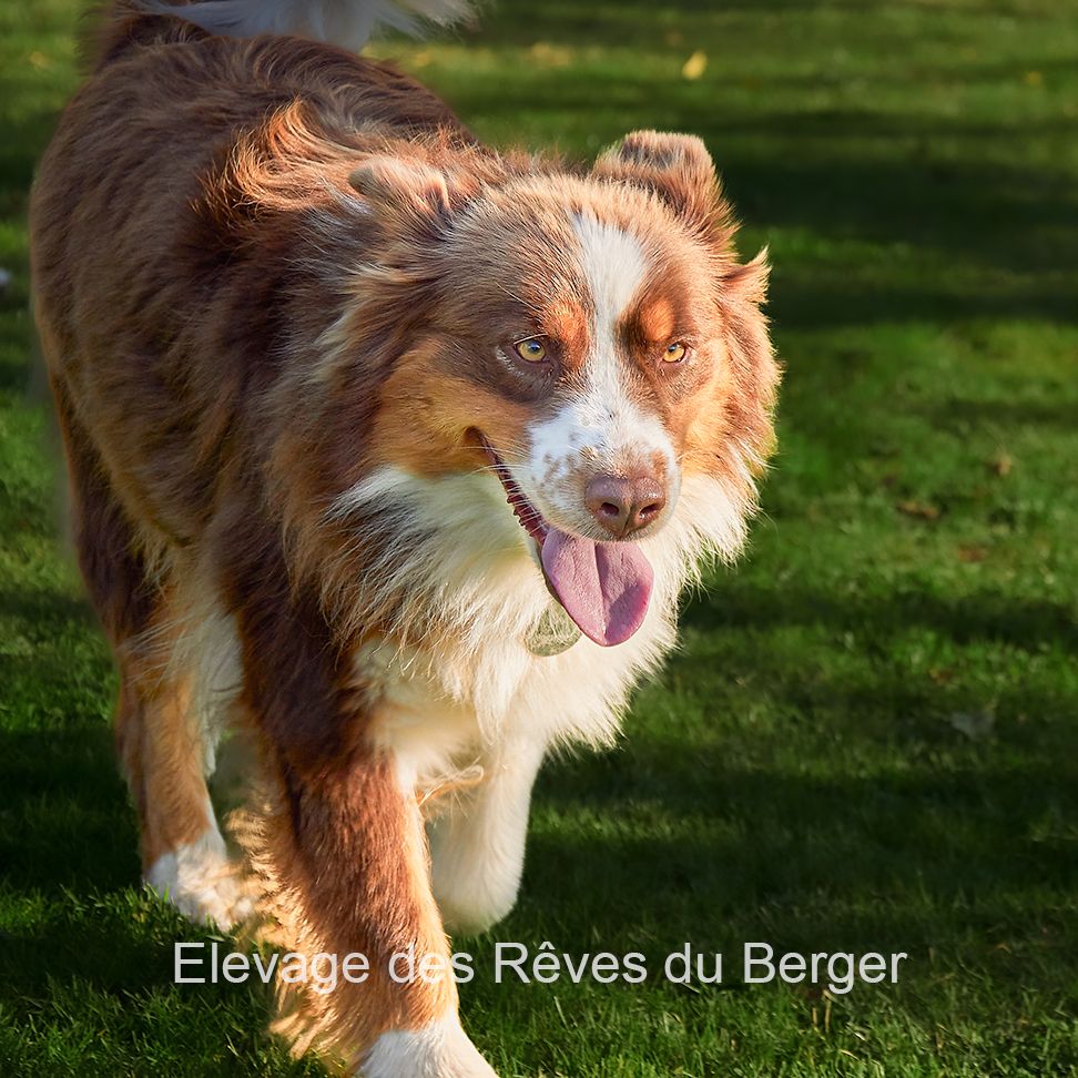 Effy Des Rêves Du Berger