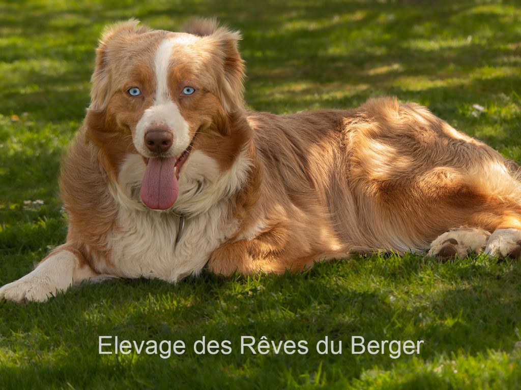 Ruby Des Rêves Du Berger