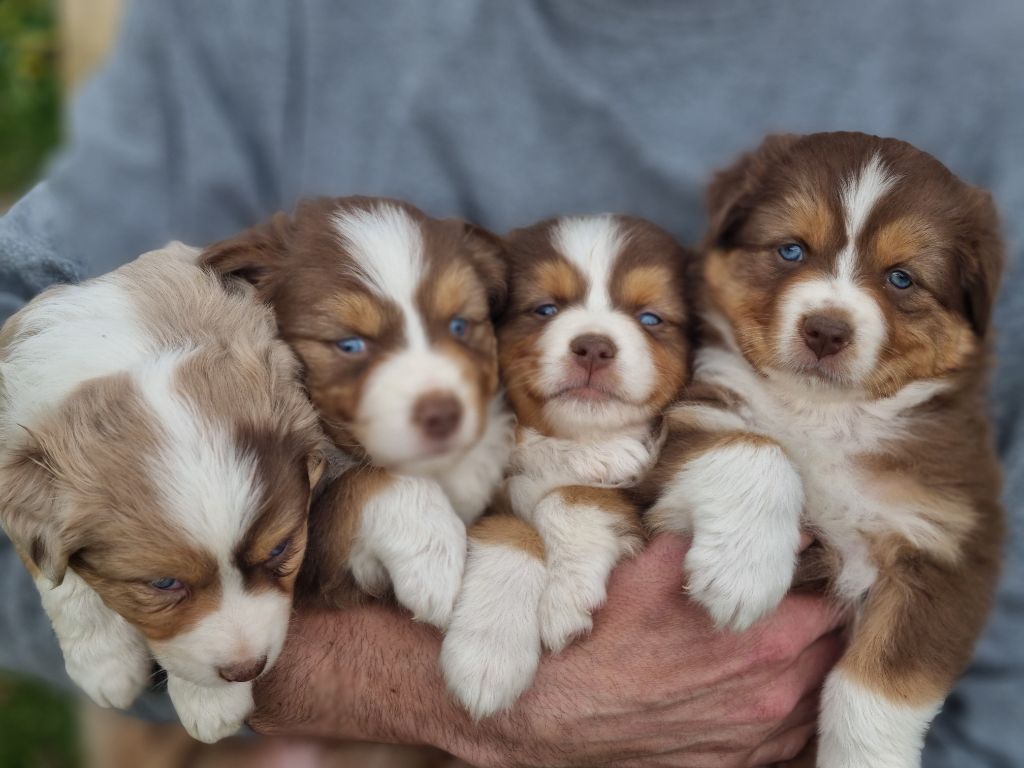 chiot Berger Australien Des Rêves Du Berger