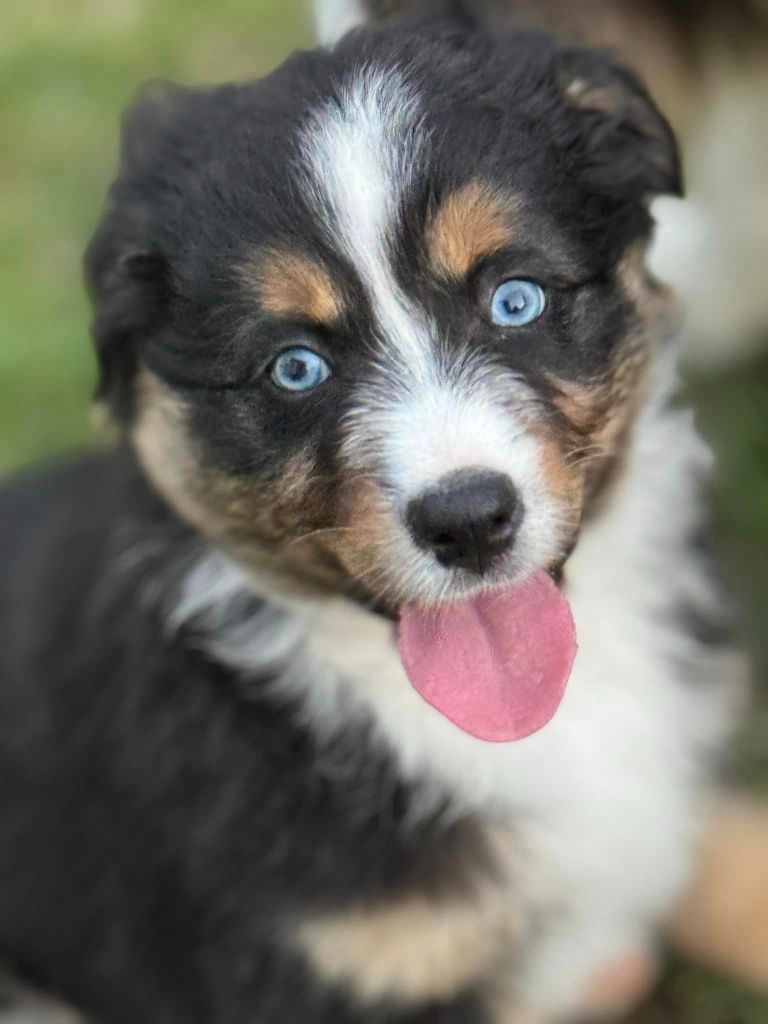 chiot Berger Australien Des Rêves Du Berger