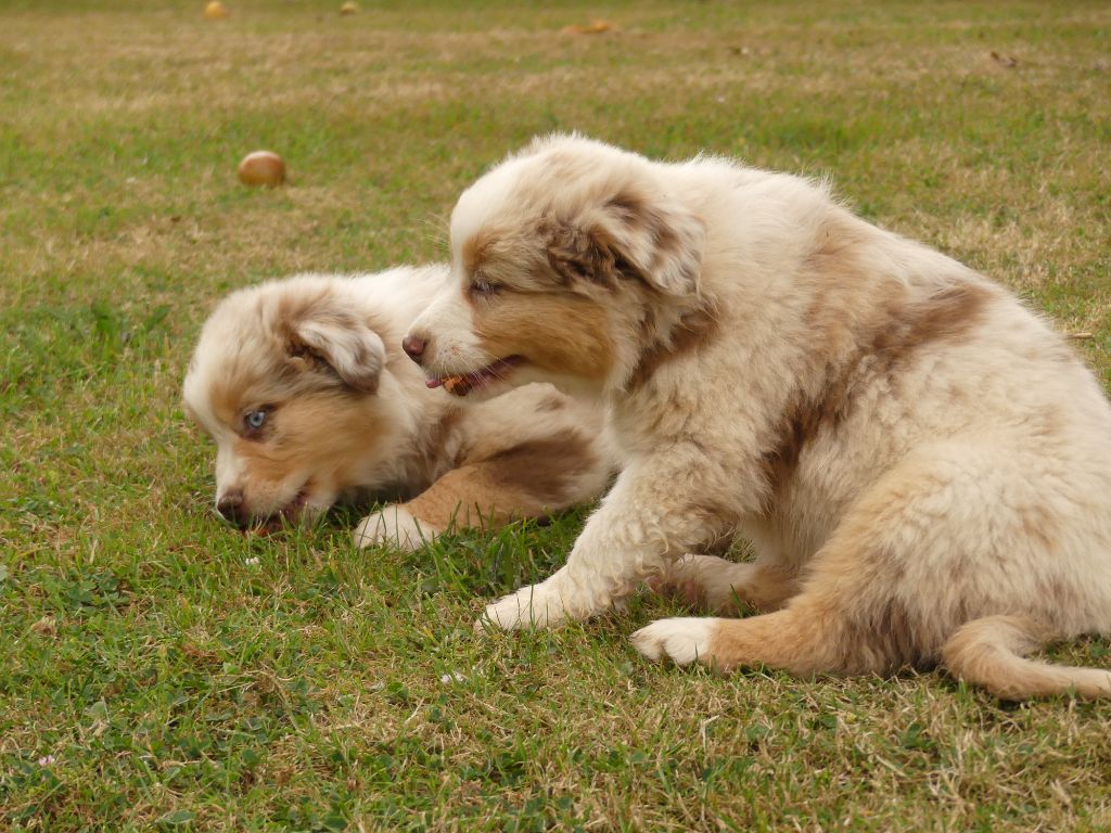 chiot Berger Australien Des Rêves Du Berger