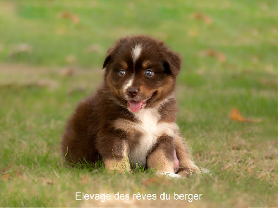 Des Rêves Du Berger - Berger Australien - Portée née le 22/07/2022