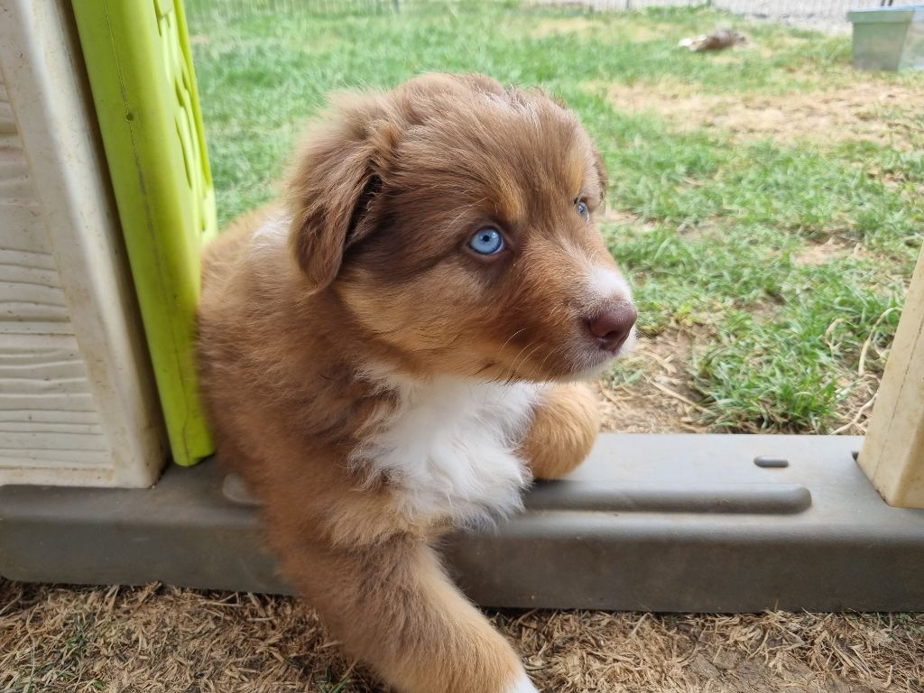 chiot Berger Australien Des Rêves Du Berger