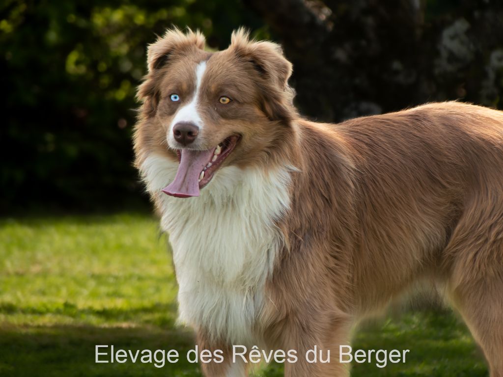 Des Rêves Du Berger Skyblue august willow's