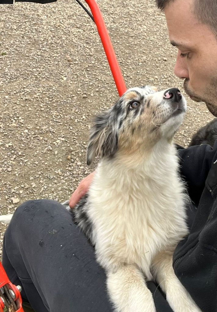 Utopya des bois de loge borgne