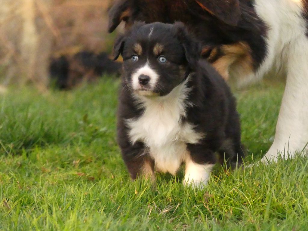 Des Rêves Du Berger - Chiots disponibles - Berger Australien