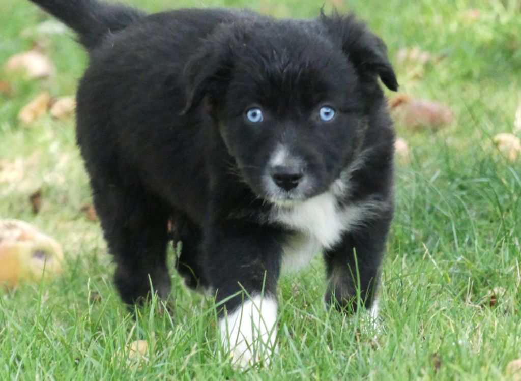 Des Rêves Du Berger - Chiots disponibles - Berger Australien