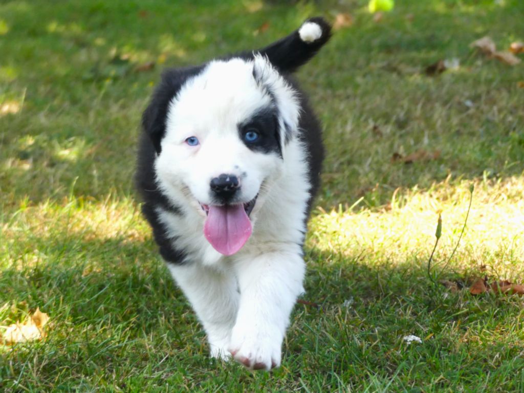 Des Rêves Du Berger - Chiots disponibles - Berger Australien