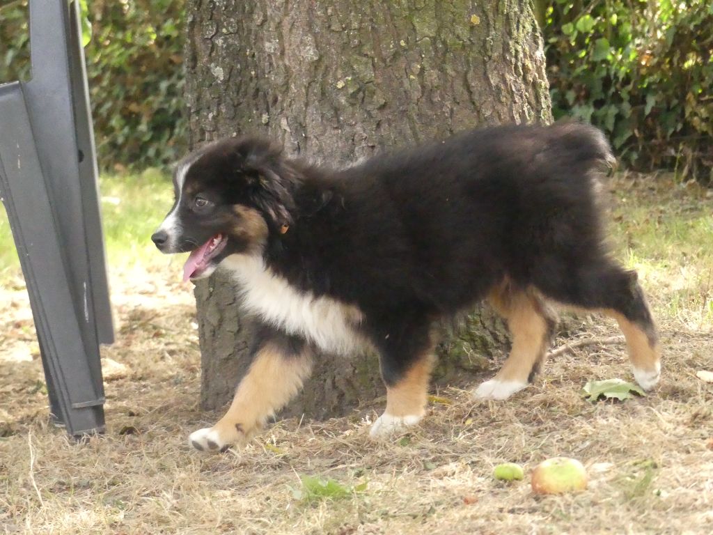 Des Rêves Du Berger - Chiots disponibles - Berger Australien