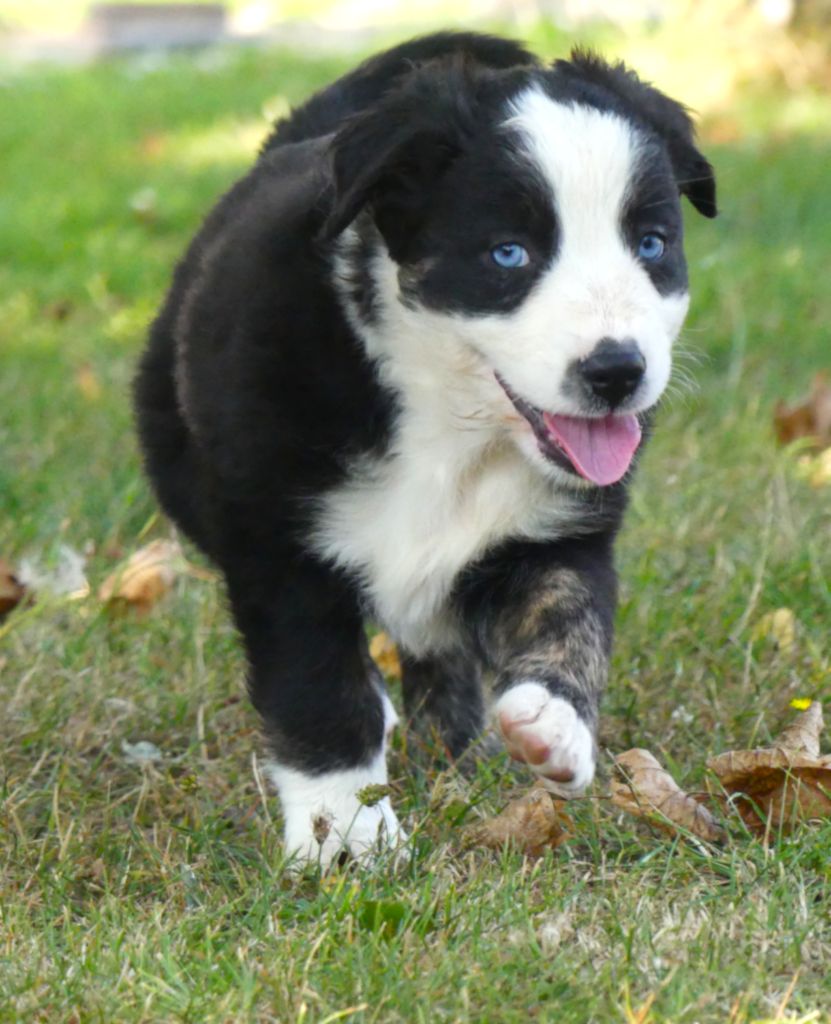 Des Rêves Du Berger - Chiots disponibles - Berger Australien