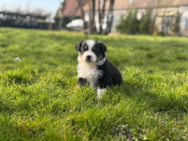 Des Rêves Du Berger - Chiots disponibles - Berger Australien