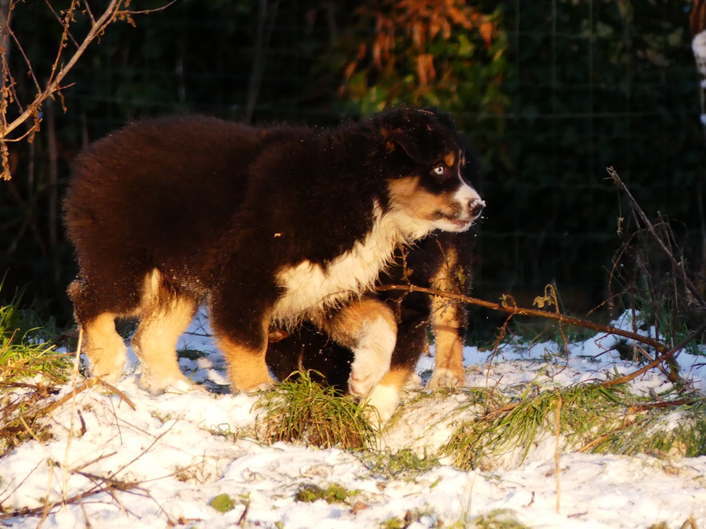 Des Rêves Du Berger - Chiots disponibles - Berger Australien