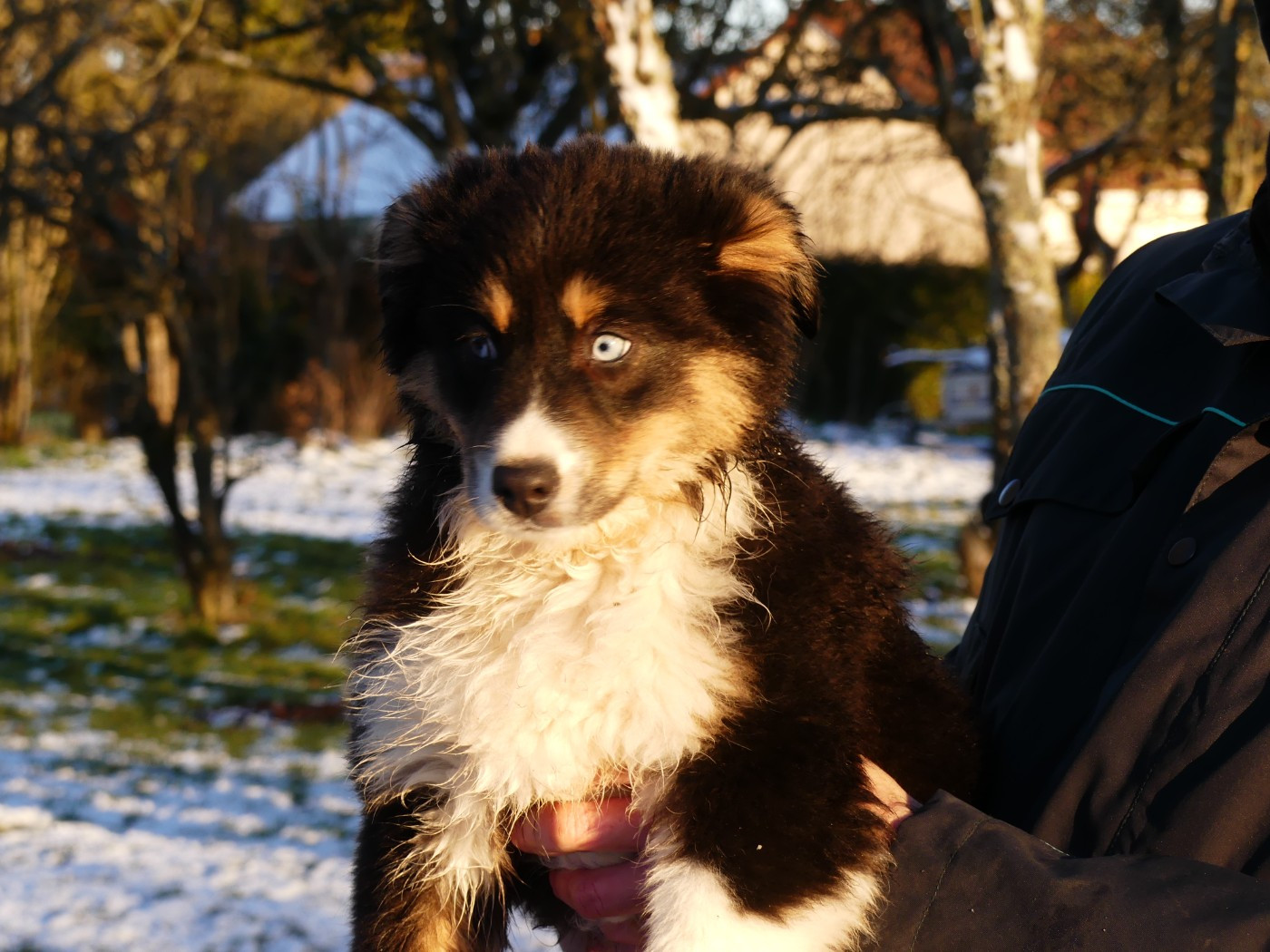 Des Rêves Du Berger - Chiots disponibles - Berger Australien