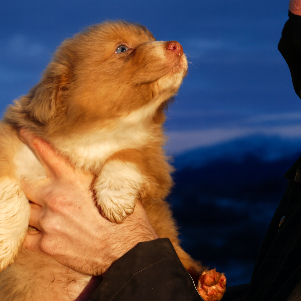 Des Rêves Du Berger - Chiots disponibles - Berger Australien