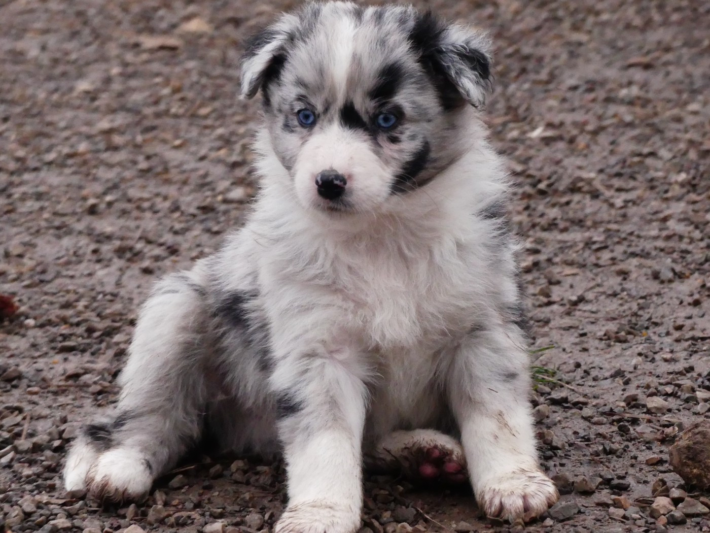 Des Rêves Du Berger - Chiots disponibles - Berger Australien