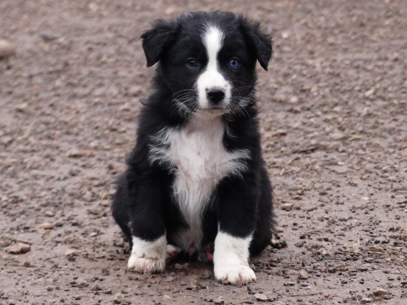 Des Rêves Du Berger - Chiots disponibles - Berger Australien