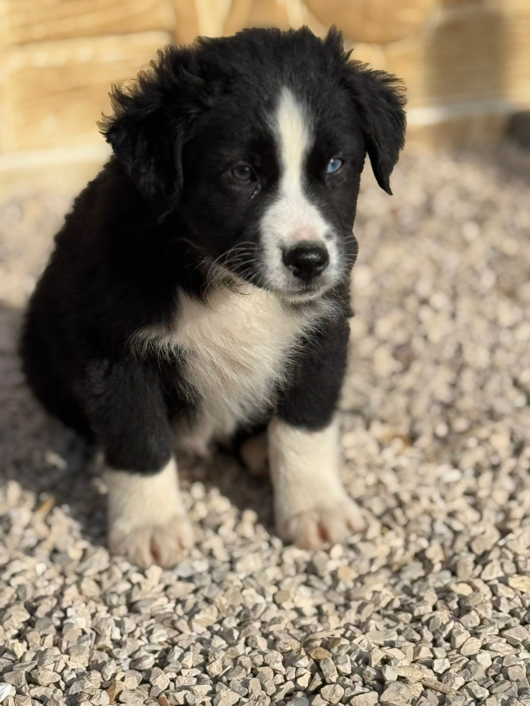 Des Rêves Du Berger - Chiots disponibles - Berger Australien