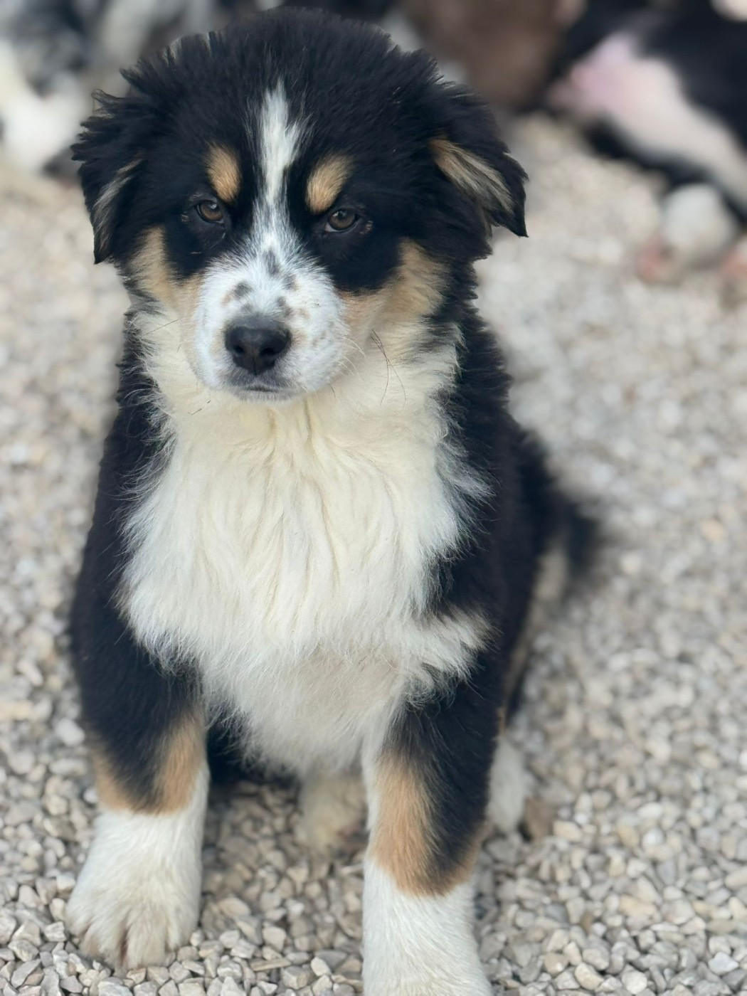 Des Rêves Du Berger - Chiots disponibles - Berger Australien