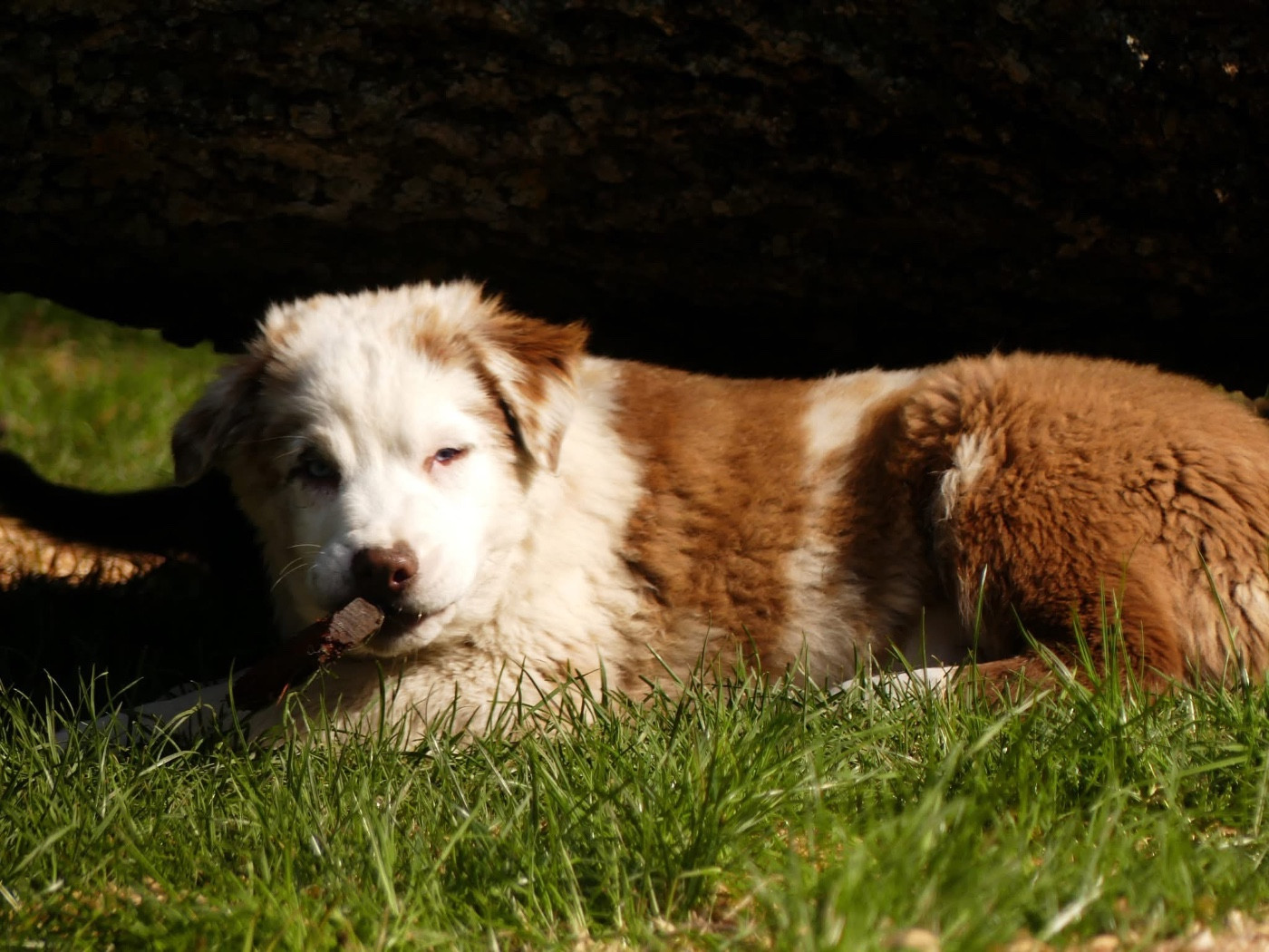 Des Rêves Du Berger - Chiots disponibles - Berger Australien