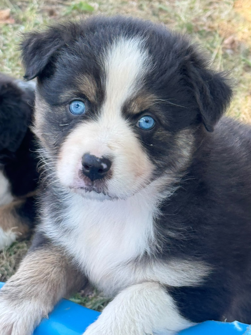 Chiot Berger Australien Des Rêves Du Berger