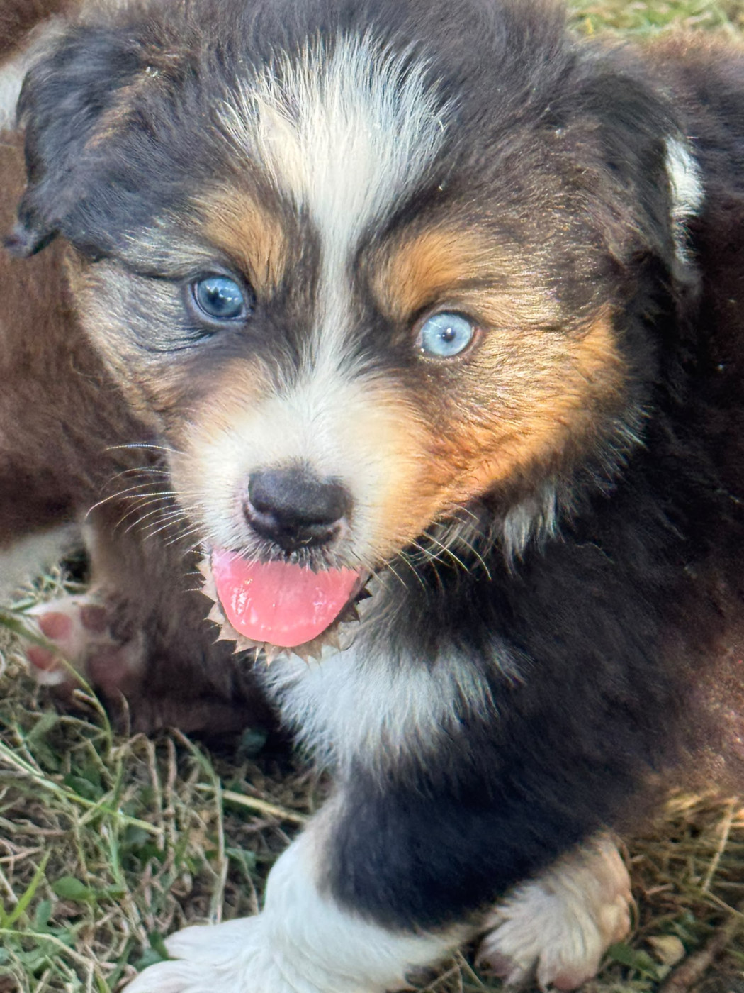 Des Rêves Du Berger - Chiots disponibles - Berger Australien