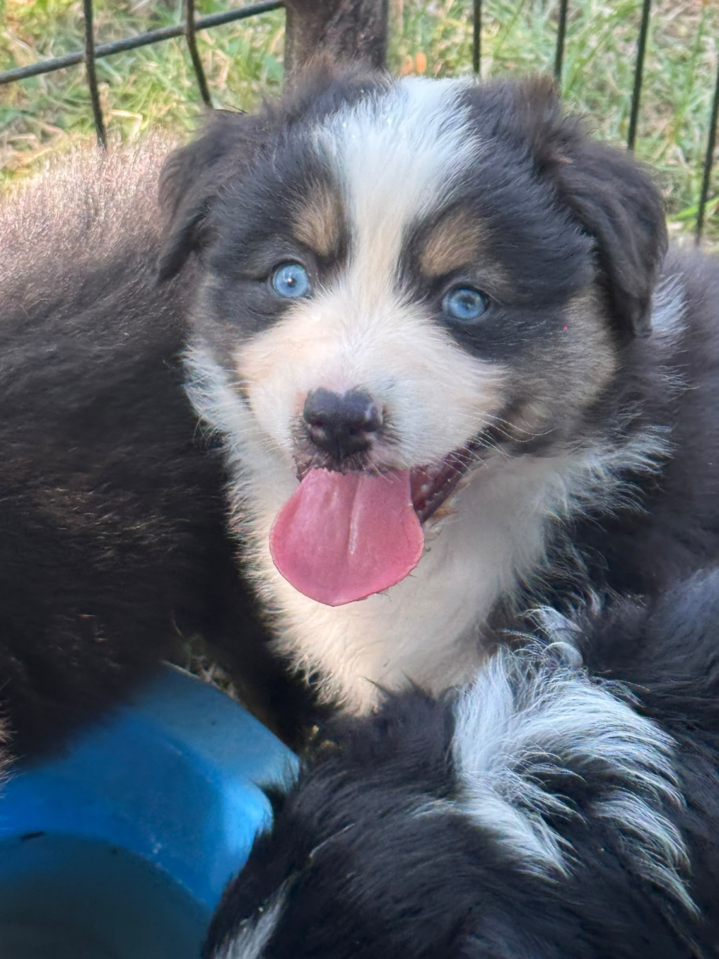 Des Rêves Du Berger - Chiots disponibles - Berger Australien