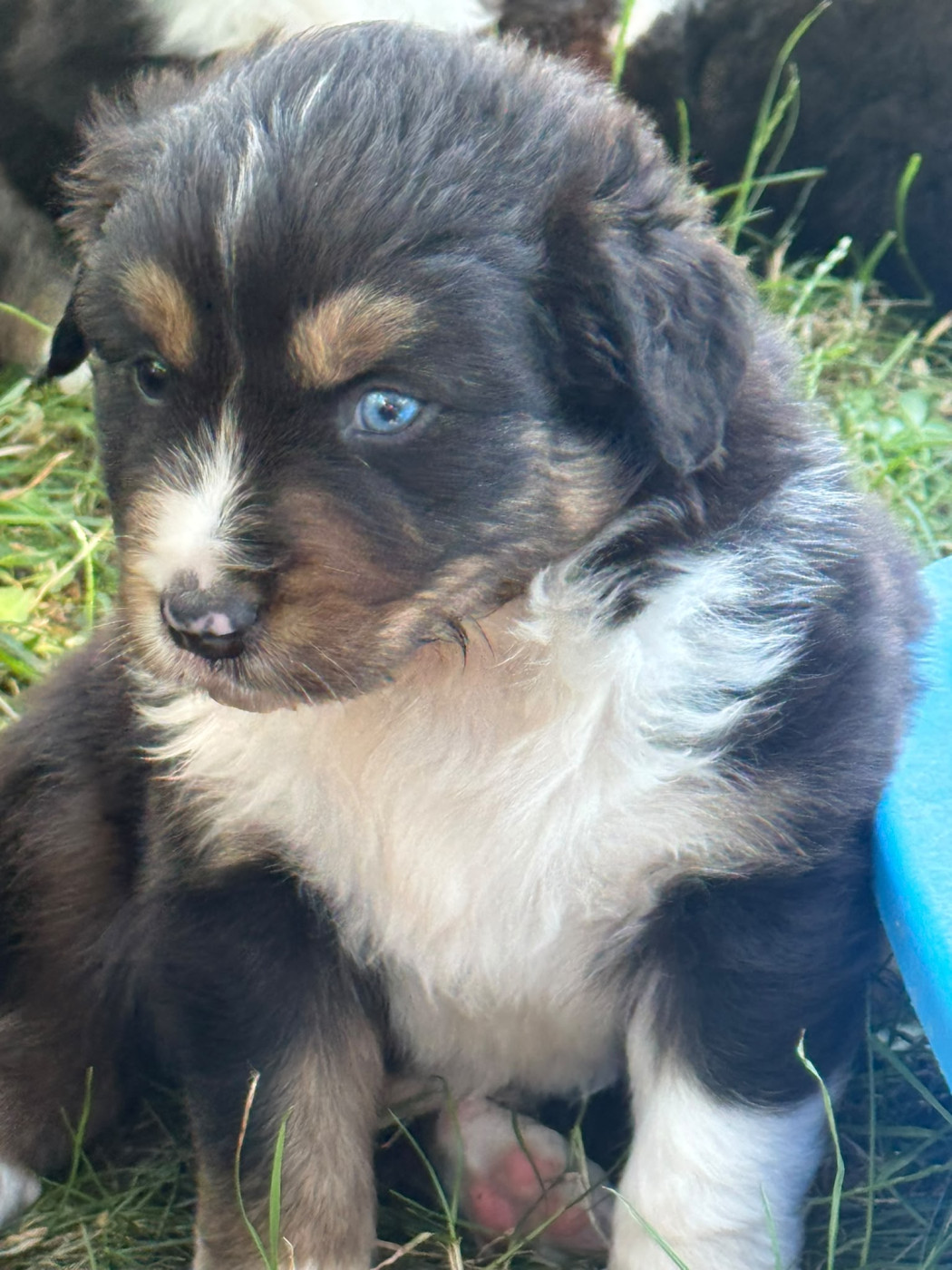 Des Rêves Du Berger - Chiots disponibles - Berger Australien