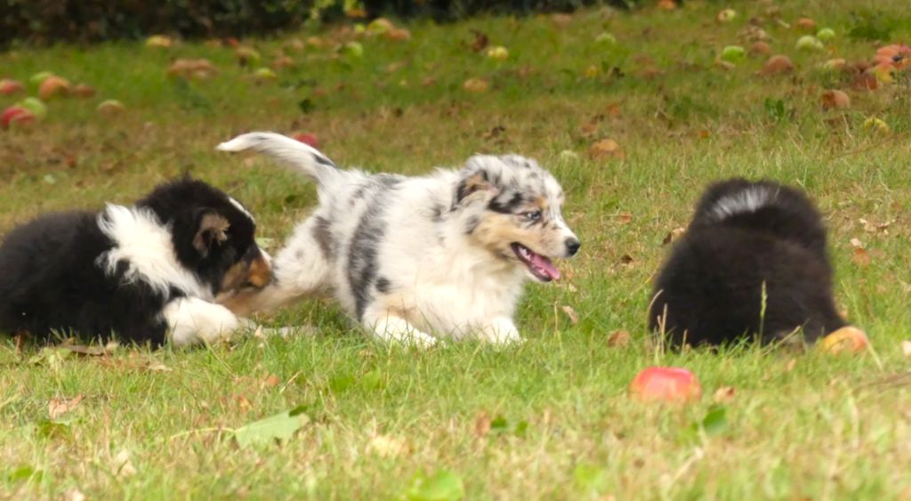 Chiot Berger Australien Des Rêves Du Berger