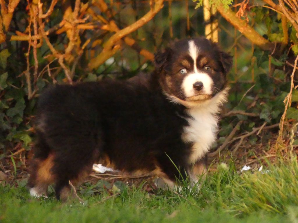 Des Rêves Du Berger - Chiots disponibles - Berger Australien