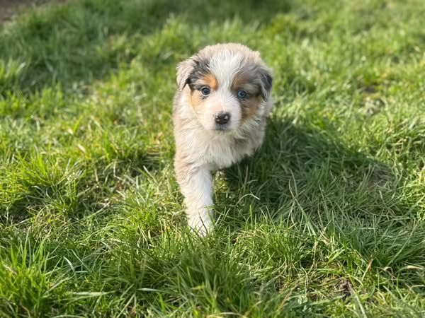 Des Rêves Du Berger - Chiots disponibles - Berger Australien