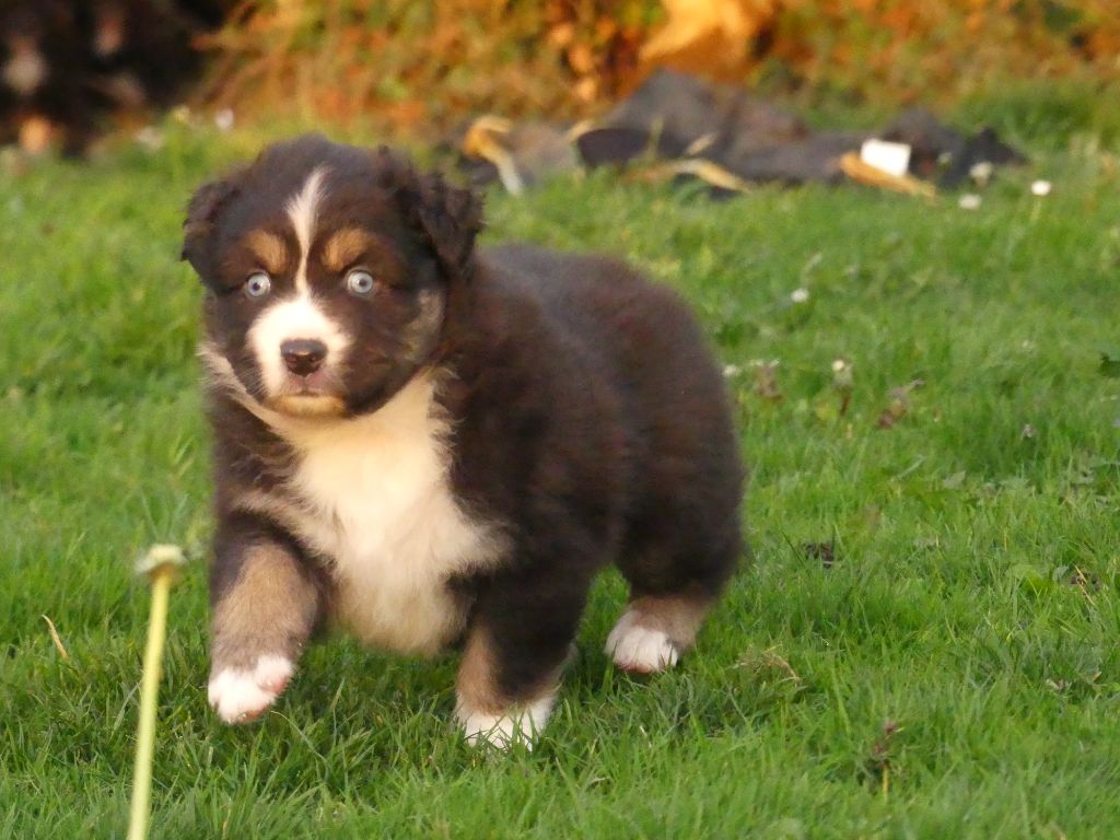 Des Rêves Du Berger - Chiots disponibles - Berger Australien