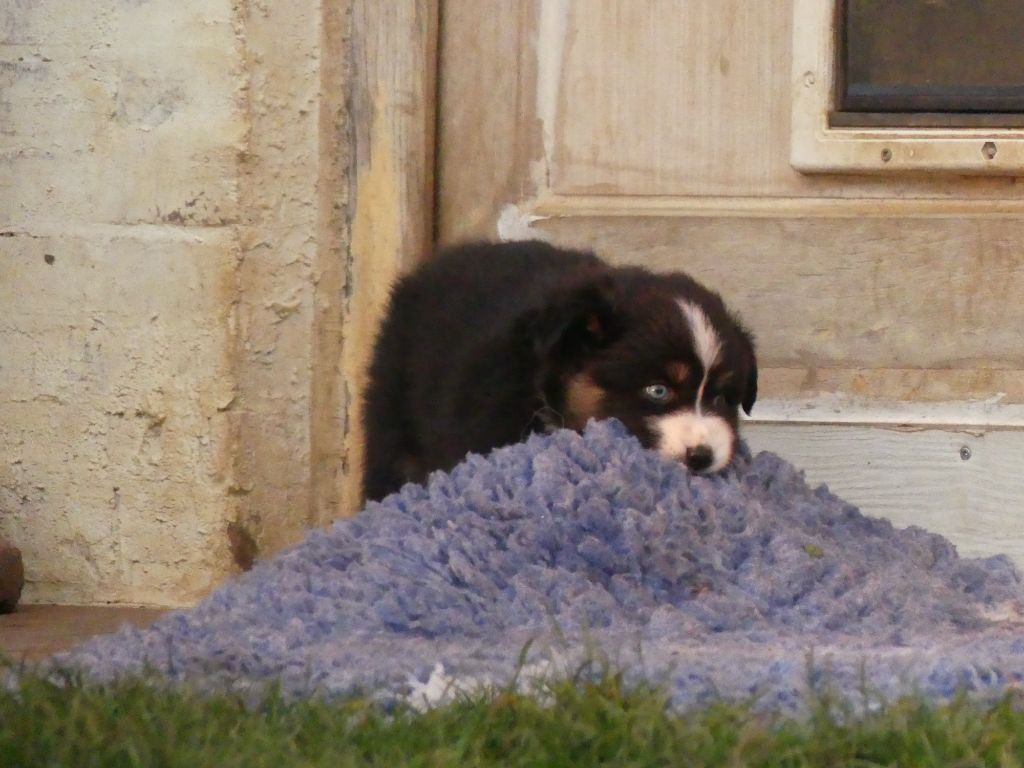 Chiot Berger Australien Des Rêves Du Berger