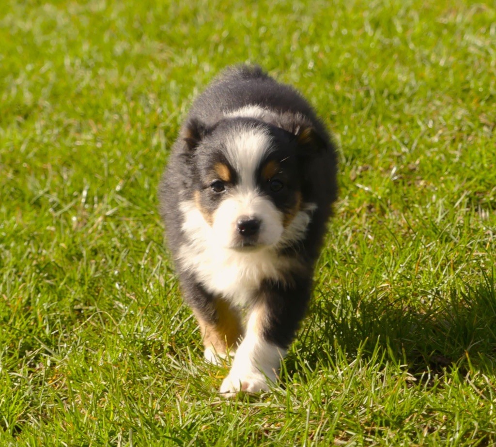 Des Rêves Du Berger - Chiots disponibles - Berger Australien