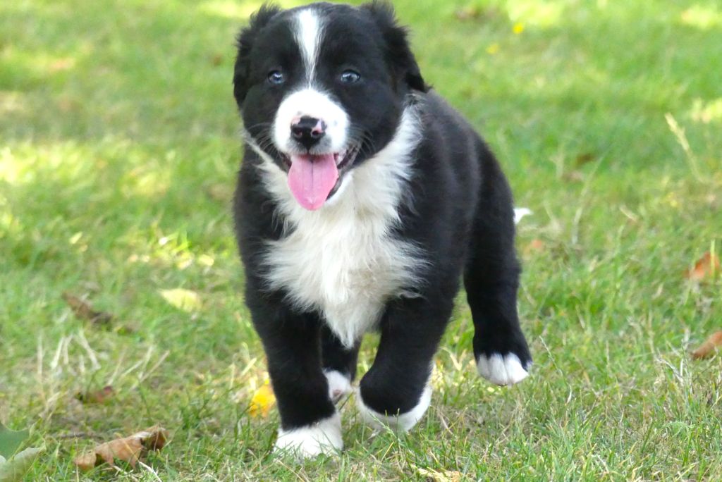 Des Rêves Du Berger - Chiots disponibles - Berger Australien