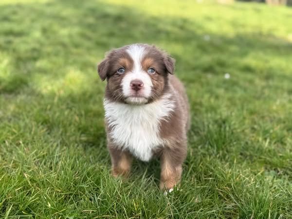 Des Rêves Du Berger - Chiots disponibles - Berger Australien