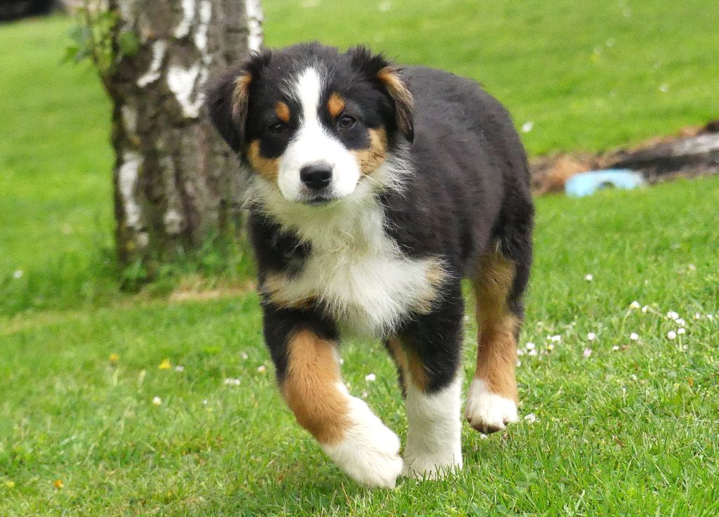 Des Rêves Du Berger - Chiots disponibles - Berger Australien