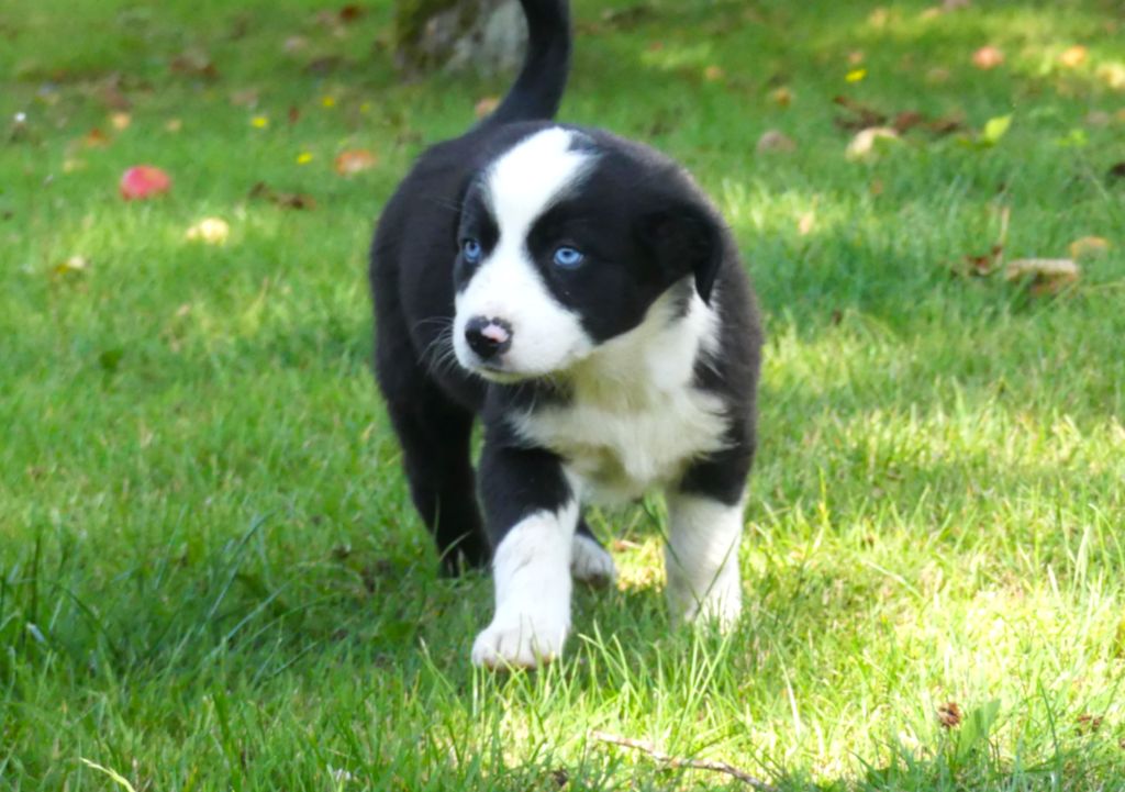 Des Rêves Du Berger - Chiots disponibles - Berger Australien