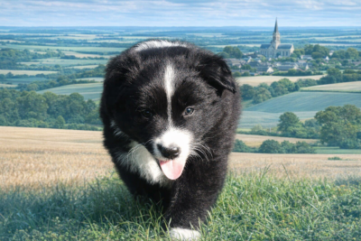 Balou