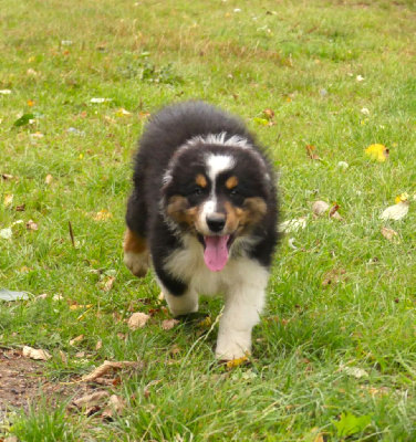 CHIOT 2