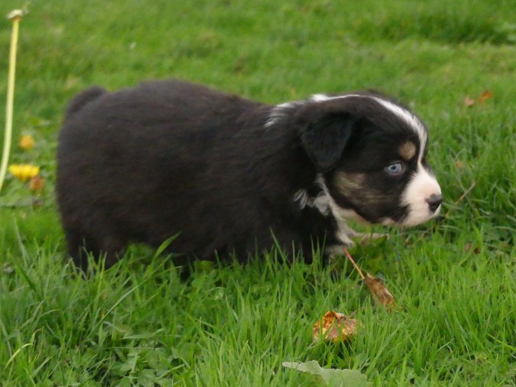 Des Rêves Du Berger - Chiots disponibles - Berger Australien