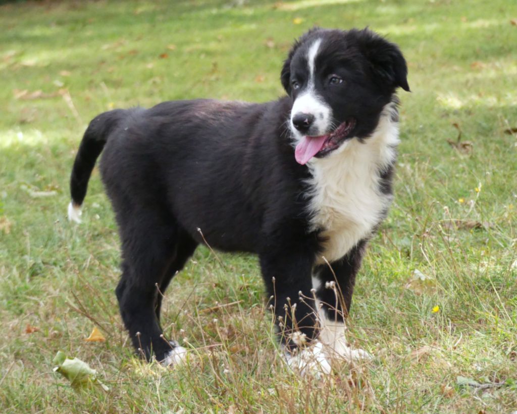 Des Rêves Du Berger - Chiots disponibles - Berger Australien