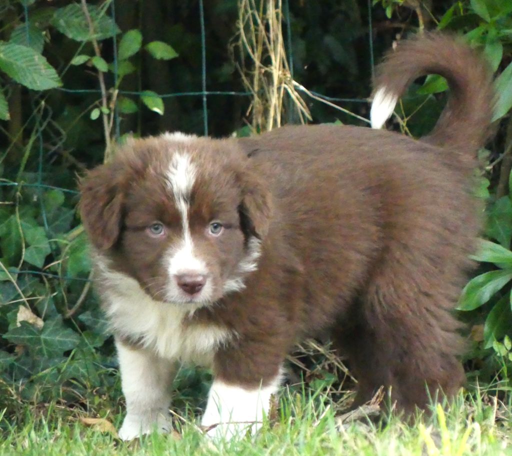 Des Rêves Du Berger - Chiots disponibles - Berger Australien