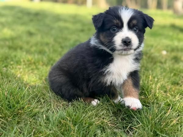 Des Rêves Du Berger - Chiots disponibles - Berger Australien