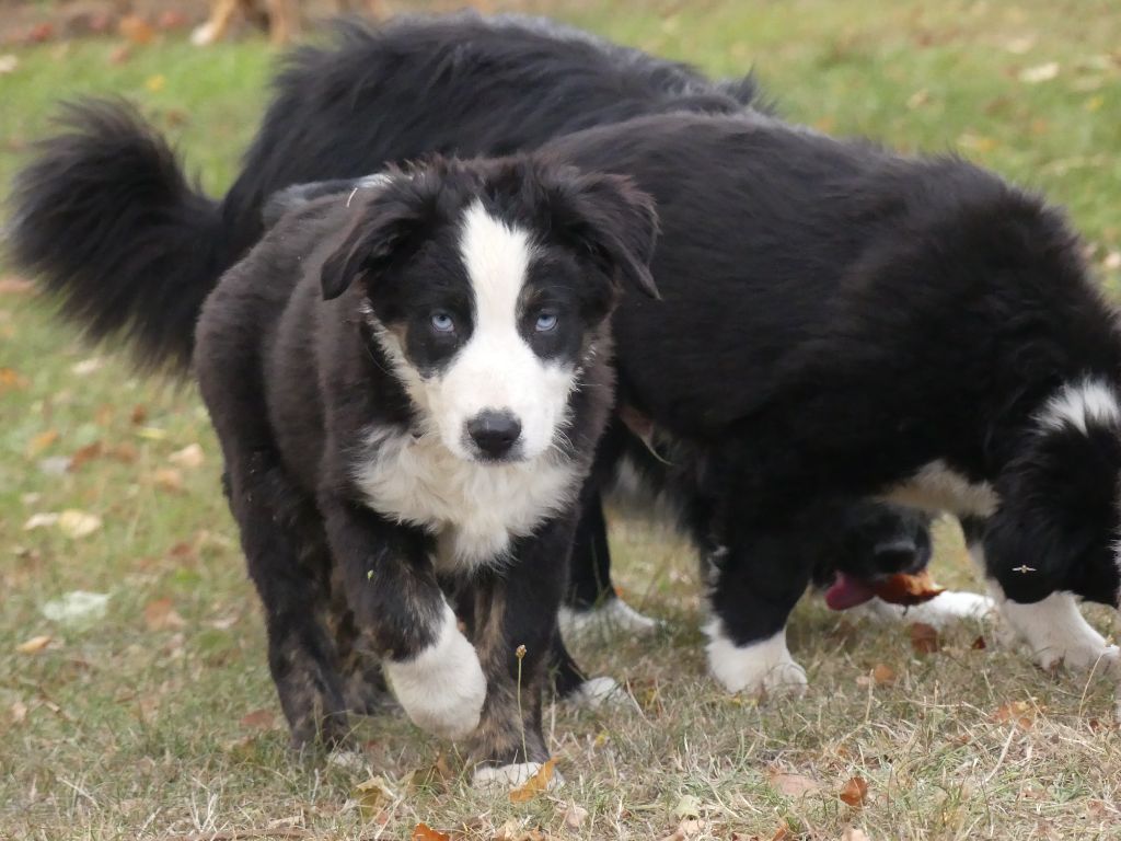 Des Rêves Du Berger - Chiots disponibles - Berger Australien