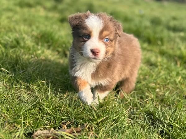 Des Rêves Du Berger - Chiots disponibles - Berger Australien