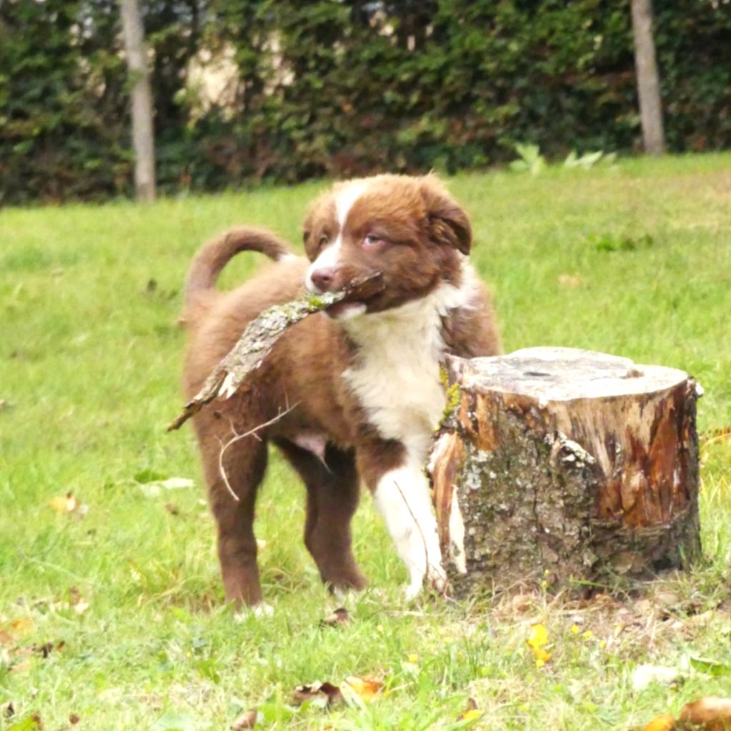 Des Rêves Du Berger - Chiots disponibles - Berger Australien